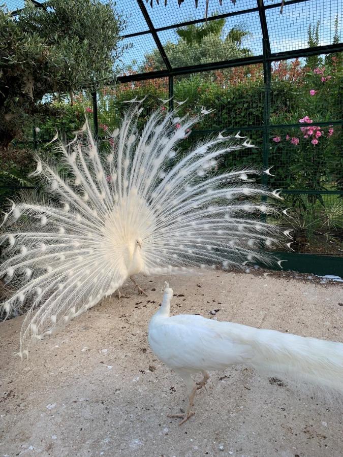 Chateau De La Clapiere Hyeres Ngoại thất bức ảnh