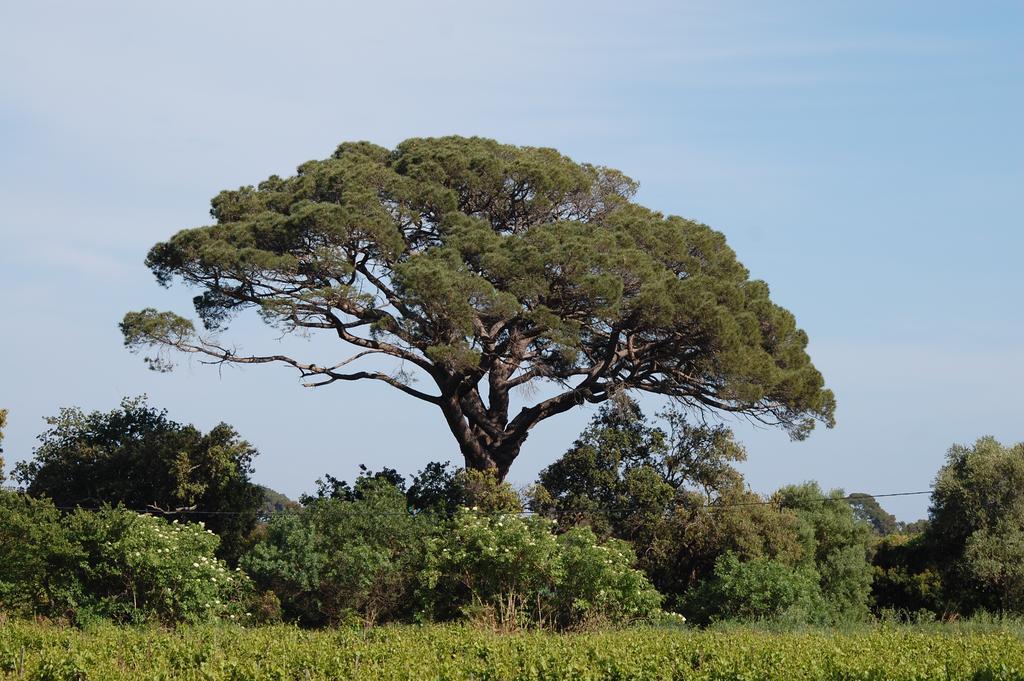 Chateau De La Clapiere Hyeres Ngoại thất bức ảnh