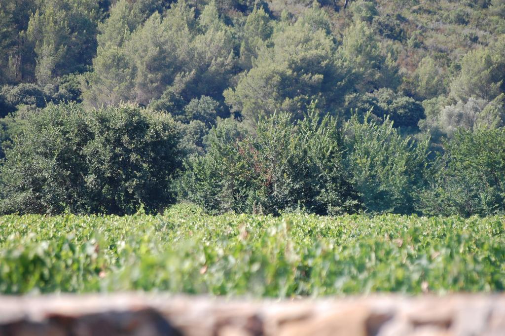 Chateau De La Clapiere Hyeres Ngoại thất bức ảnh